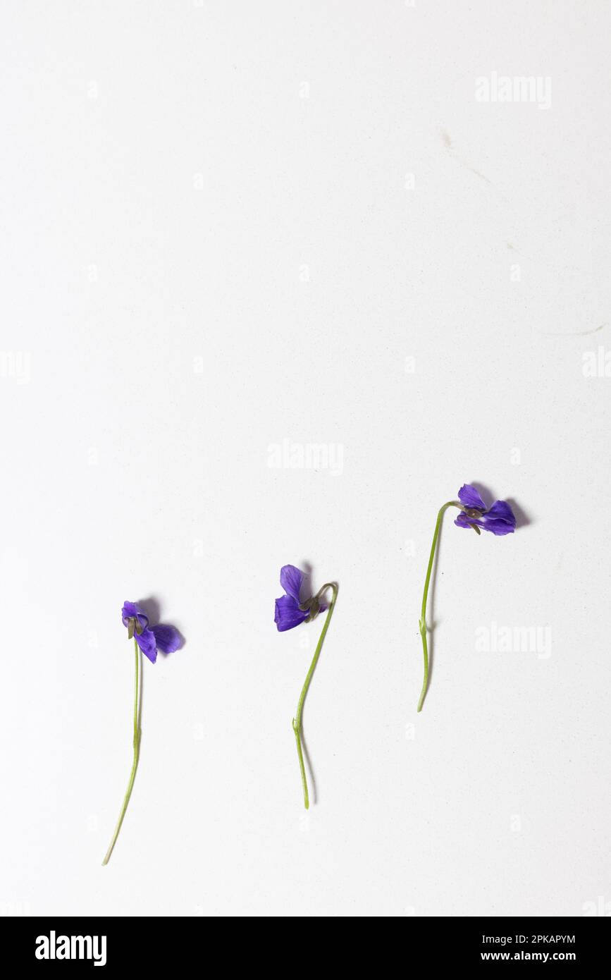 Three dried flowers with purple petals Stock Photo Alamy