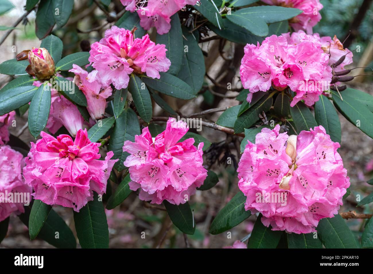 Large pink flowers or blooms of Rhododendron tanastylum var
