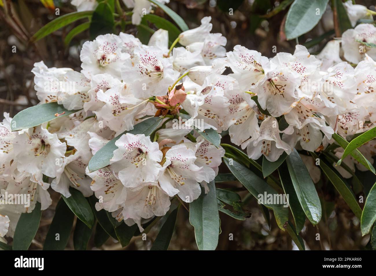 Large white blooms or flowers of Rhododendron anthosphaerum, a spring flowering shrub, UK, in Valley Gardens, Surrey, UK Stock Photo