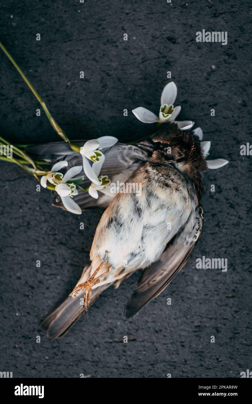 Dead bird framed by snowdrops Stock Photo