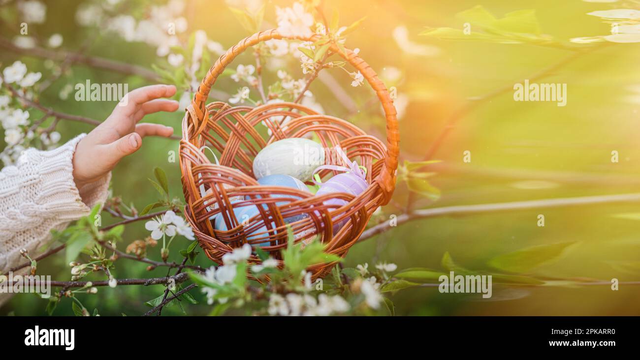 small child reaches with hand to Easter basket with painted eggs, hanging on branch of cherry tree with flowers. Easter egg hunt. Stock Photo