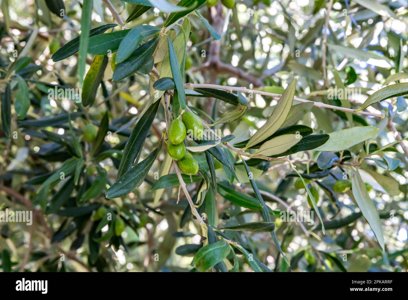 Green olives, olive tree, promenade with park, Sirmione, Lake Garda, Brescia, Italy Stock Photo