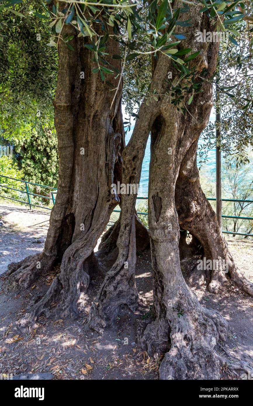 Olive tree, promenade with park, Sirmione, Lake Garda, Brescia, Italy Stock Photo