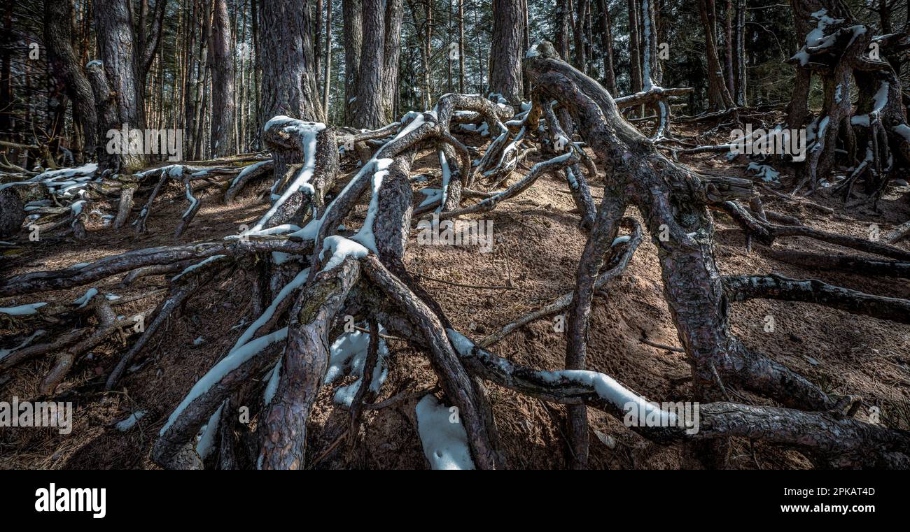 Trees, root system Stock Photo Alamy