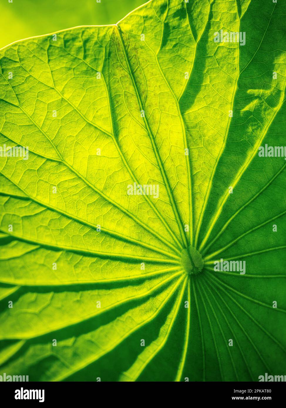 Lotus Stock Photo