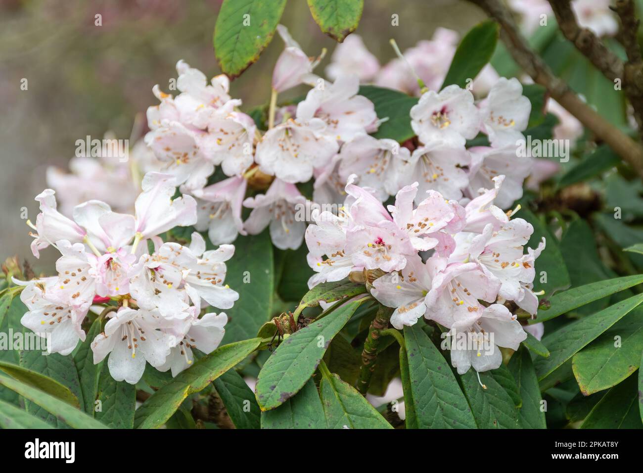 White flowers tinged with pink of rhododendron uvarifolium var. uvarifolium (also spelt rhododendron uvariifolium var. uvariifolium) in Spring Stock Photo