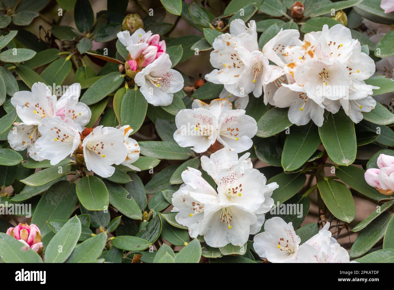 Pinky white flowers or blooms of the evergreen shrub Rhododendron pachysanthum in April or spring, UK Stock Photo
