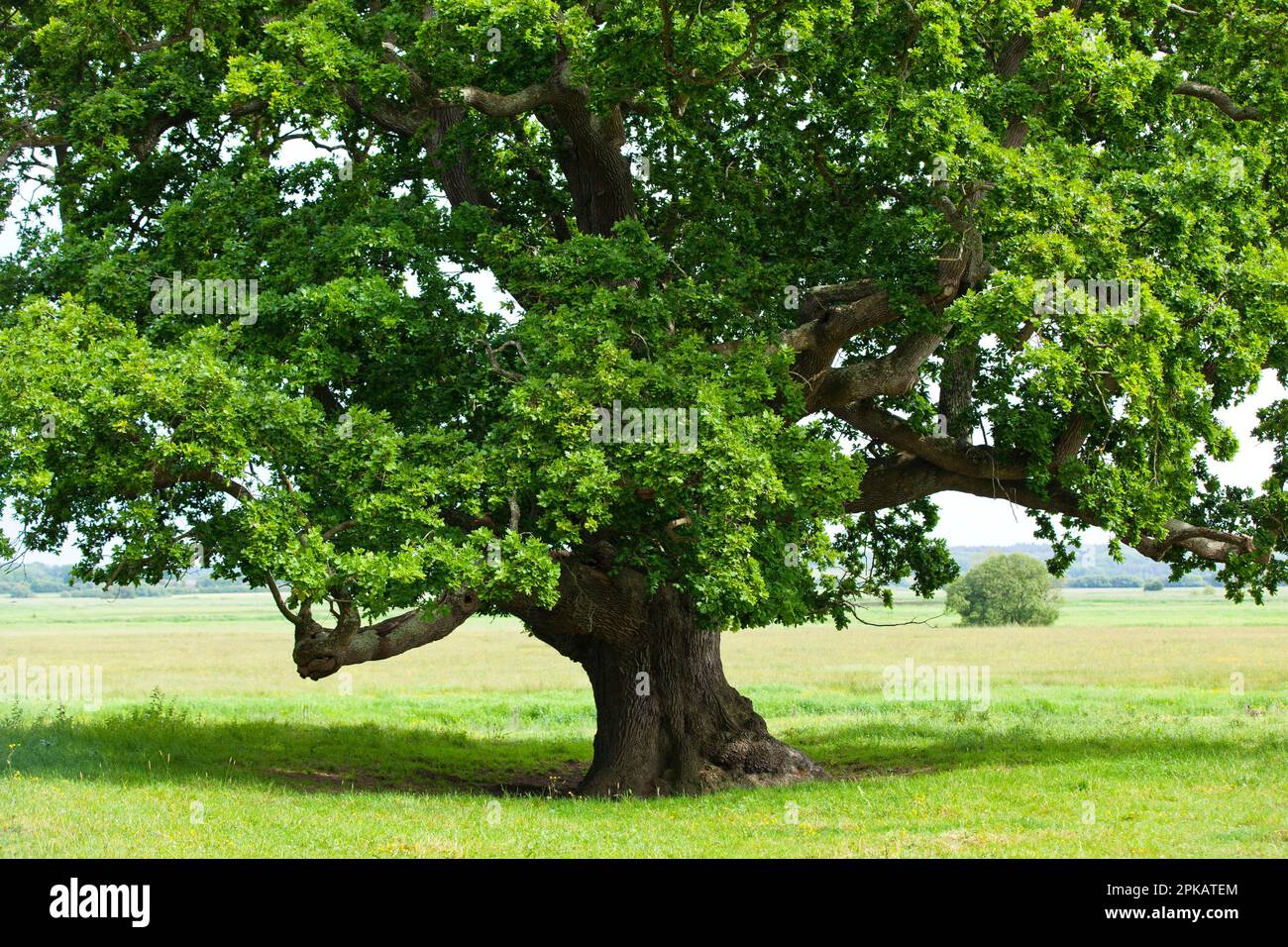 Old oak tree at the edge of the marsh in summer, Cotentin Peninsula