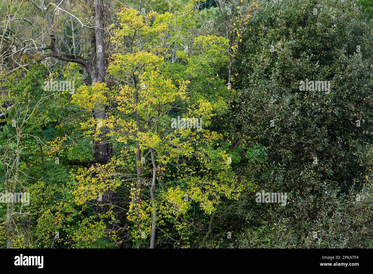 Various deciduous trees, including a willow species on the right in autumn Stock Photo