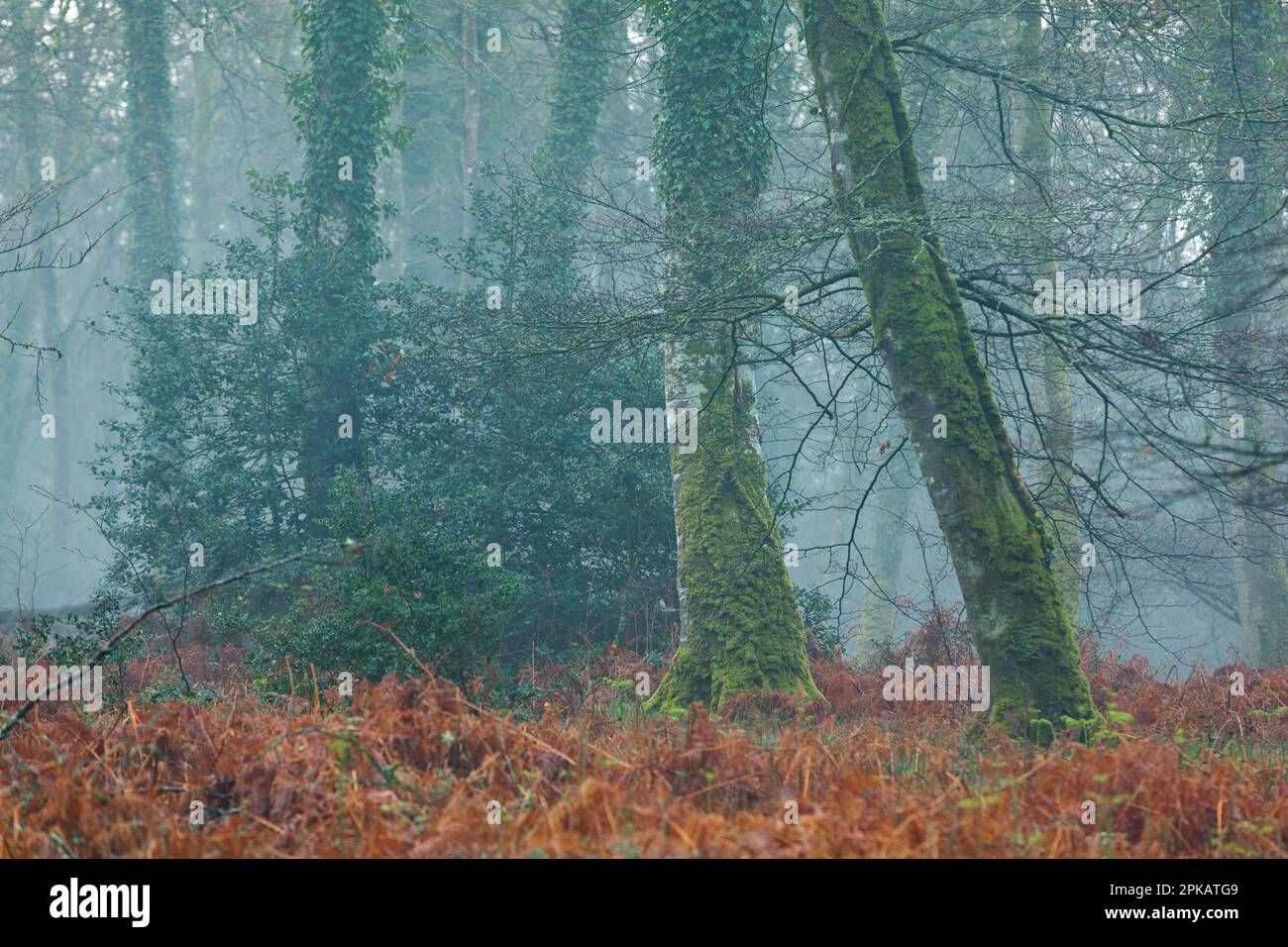 Two old beech trees in the forest of Cerisy, Normandy in the morning