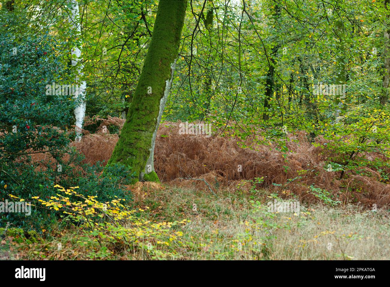 Old beech tree in forest hi-res stock photography and images - Alamy