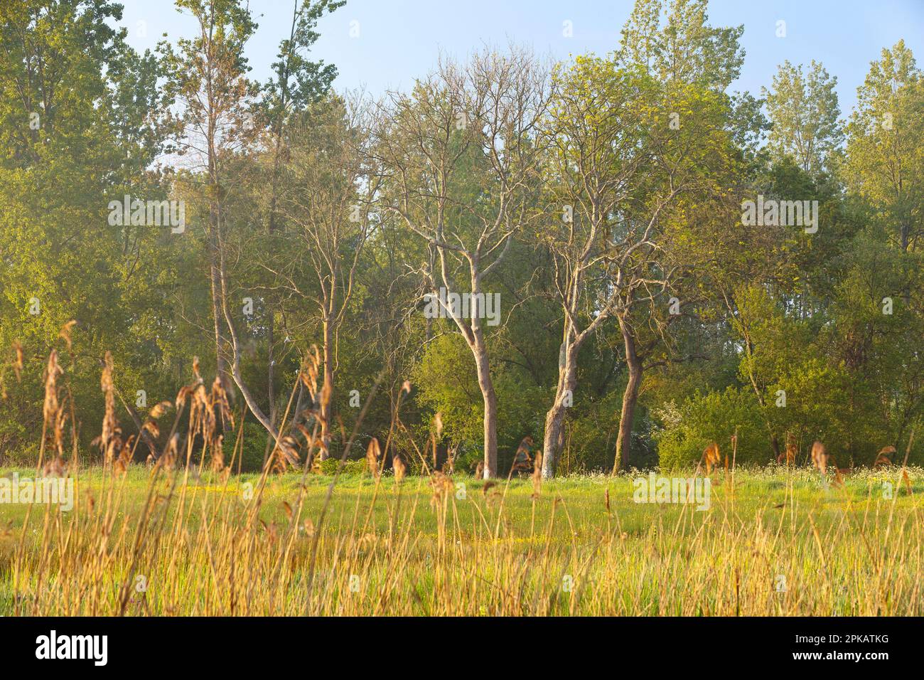 Ash trees behind wet meadow overgrown with reeds at sunrise Stock Photo
