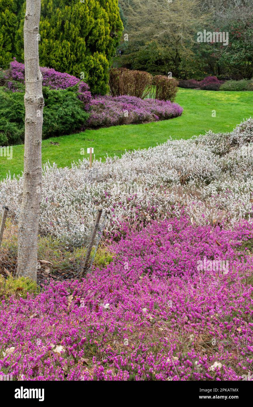The Heather Garden in Valley Gardens with colourful heathers in flower