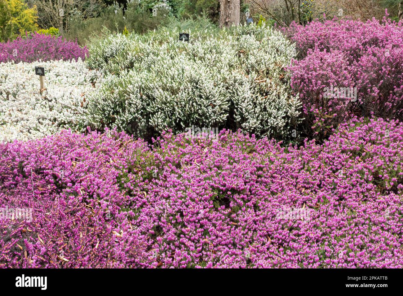 The Heather Garden in Valley Gardens with colourful heathers in flower