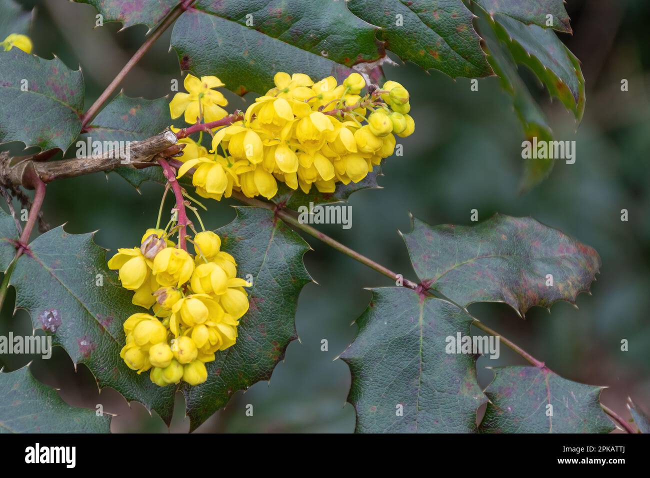Clusters of yellow flowers of the evergreen shrub Mahonia x Wagneri 'aldenhamensis' in Spring, UK Stock Photo