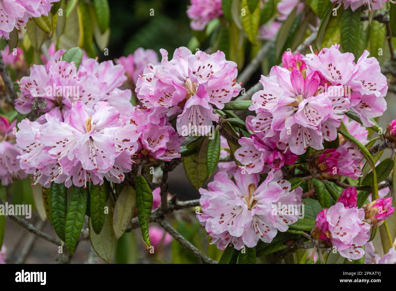 Pink flowers or blooms of Rhododendron floribundum (Subsection Argyrophylla) shrub or small tree in Spring Stock Photo