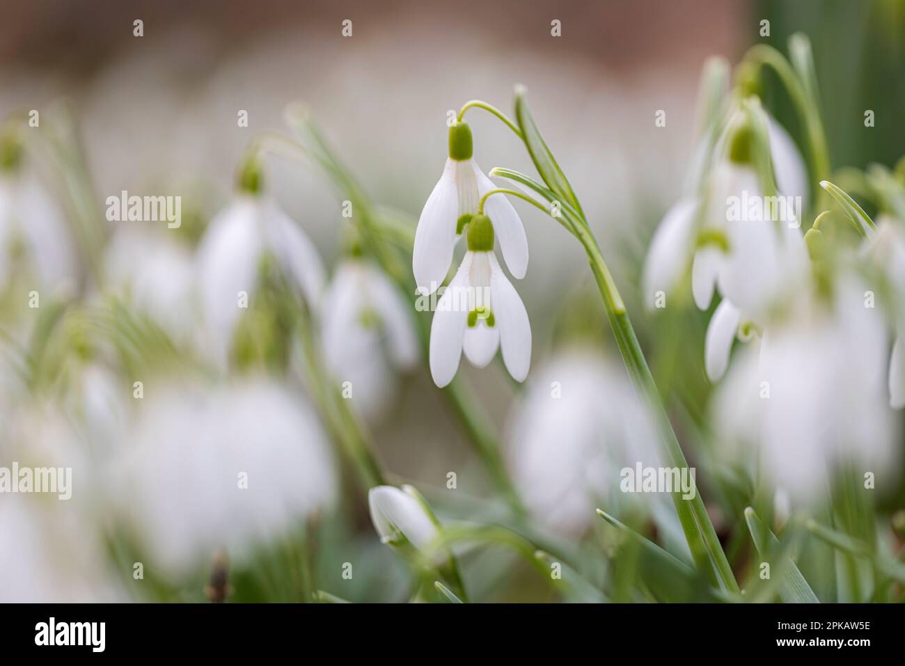 Messenger of spring, blooming snowdrops on the roadside in Wilhelmshaven, Lower Saxony, Germany Stock Photo