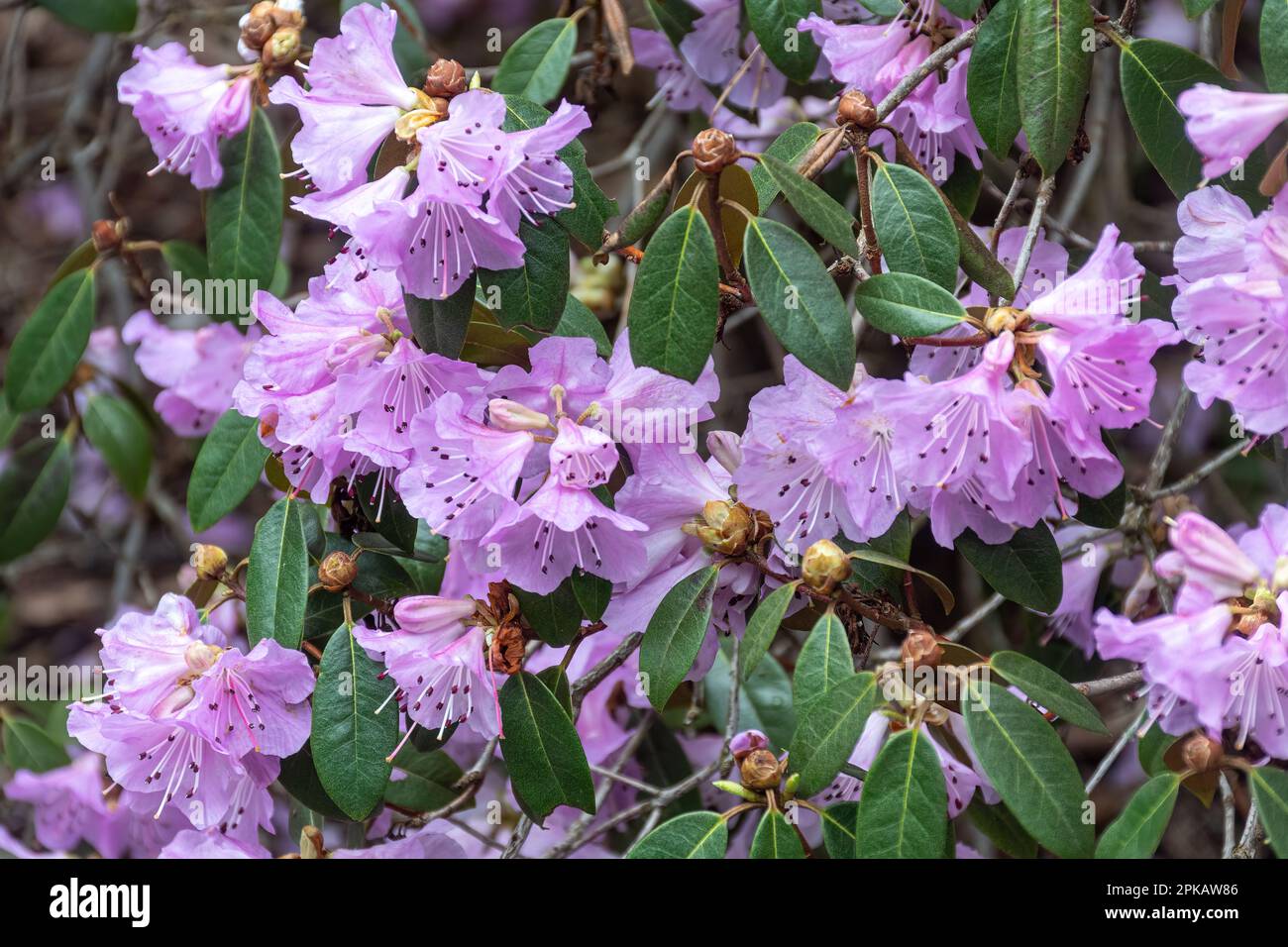 Mauve pink flowers or blooms on the shrub Rhododendron rubiginosum (subsection Heliolepida) during Spring or April, UK Stock Photo