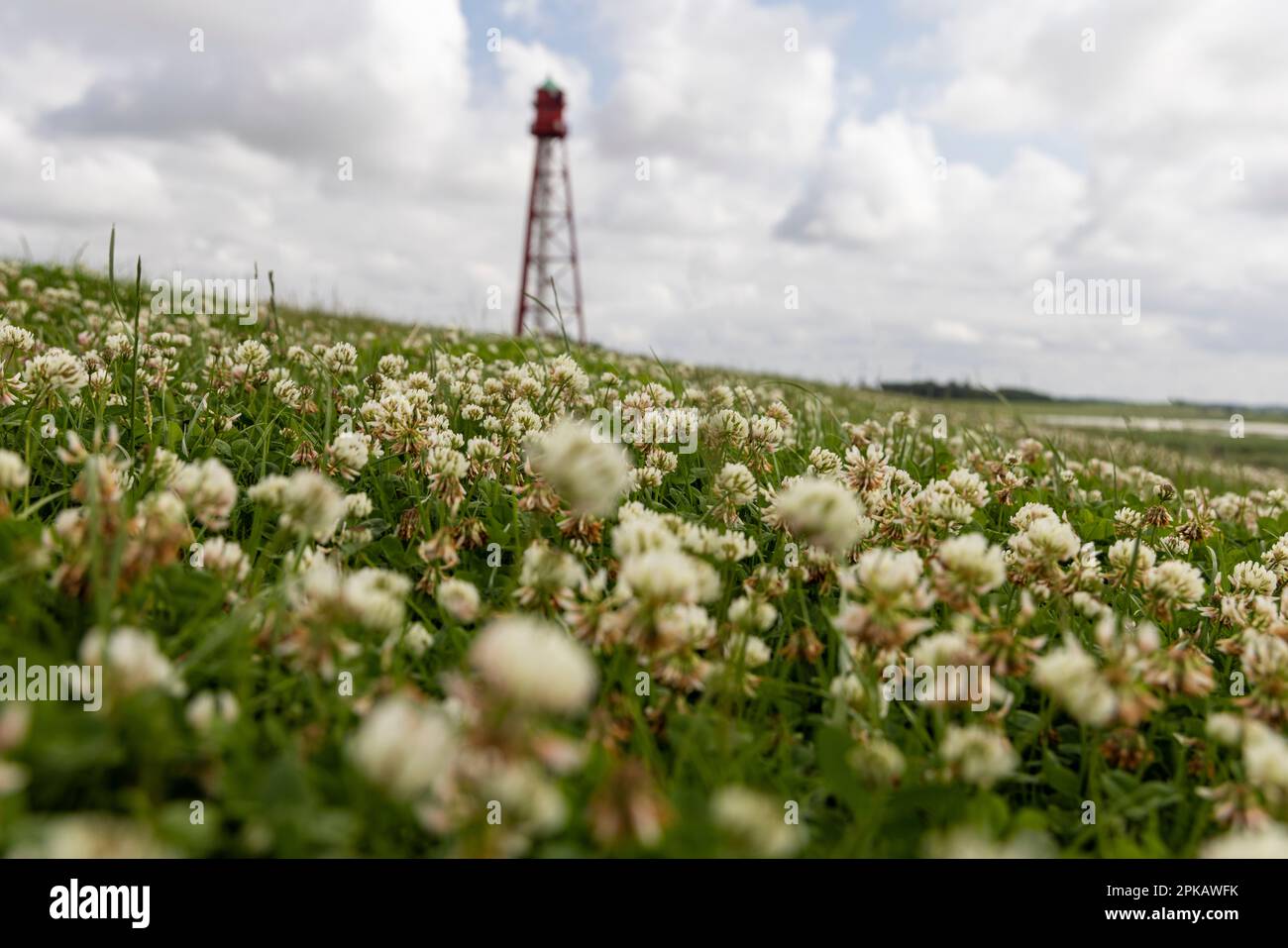 Campen lighthouse, flower meadow on dike, blur, Campen, Krummhörn, East Frisia, Lower Saxony, Germany Stock Photo