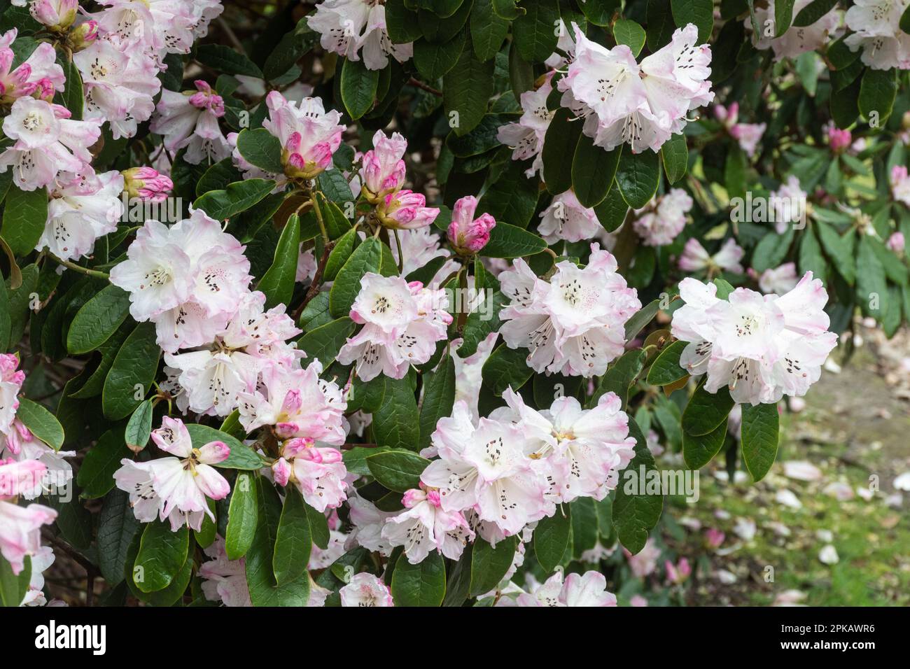Pink and white spotted flowers or blooms of Rhododendron coeloneuron ssp. coeloneuron (Subsection taliensia) flowering in Spring, UK Stock Photo