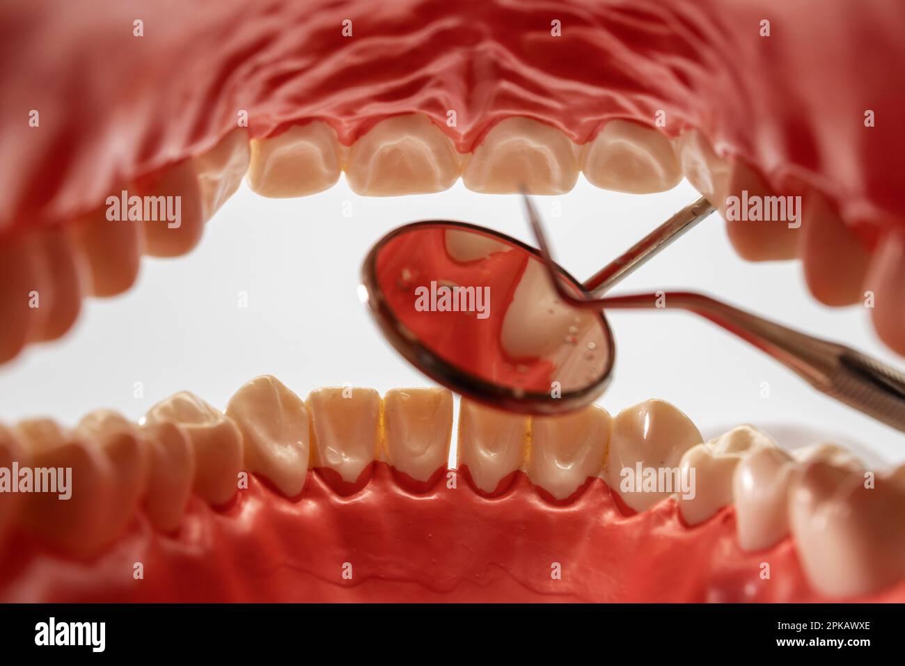 Dental care model opened, oral cavity, mouth mirror, dental probe
