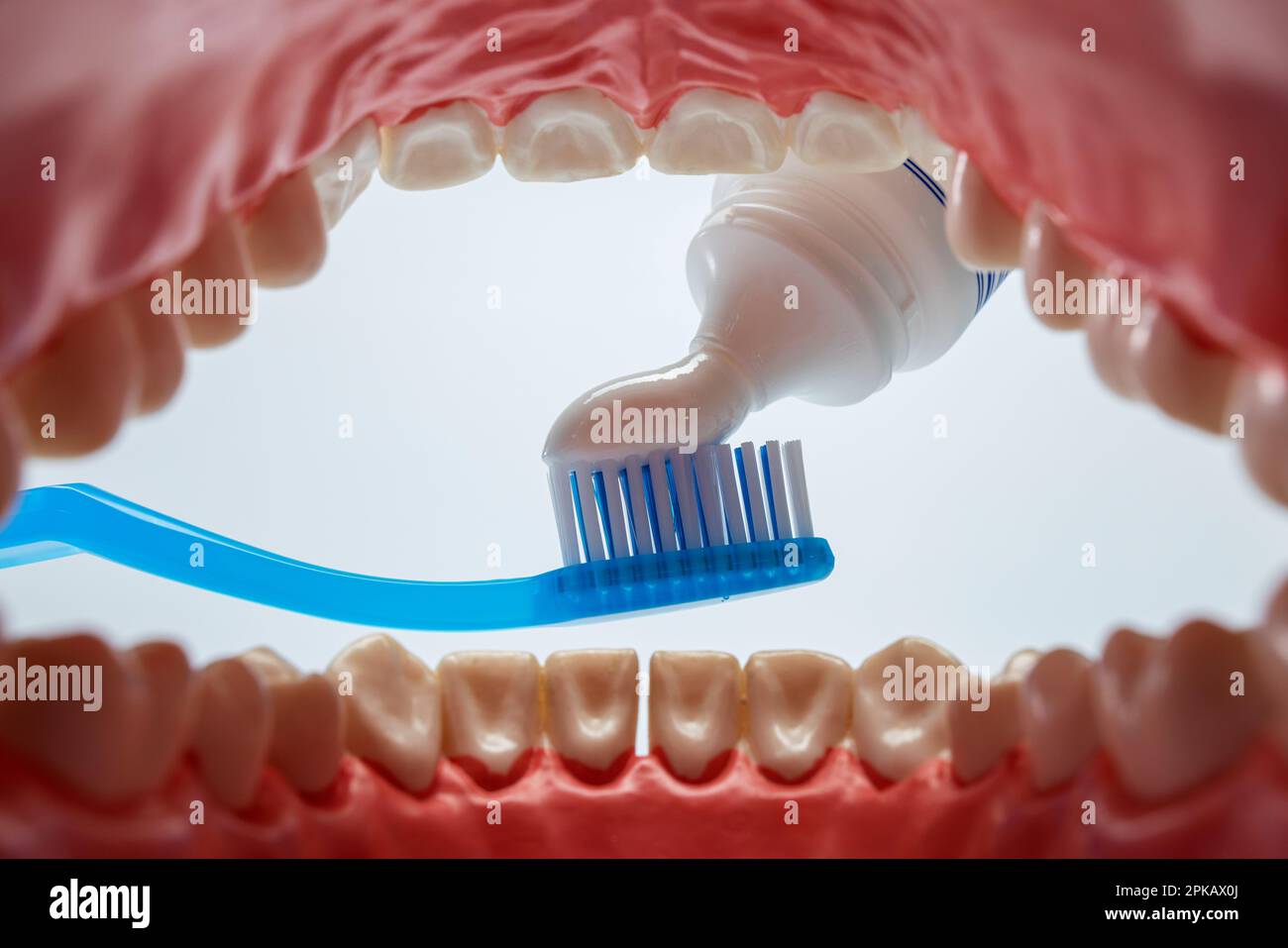 Dental care model opened, oral cavity, manual toothbrush with