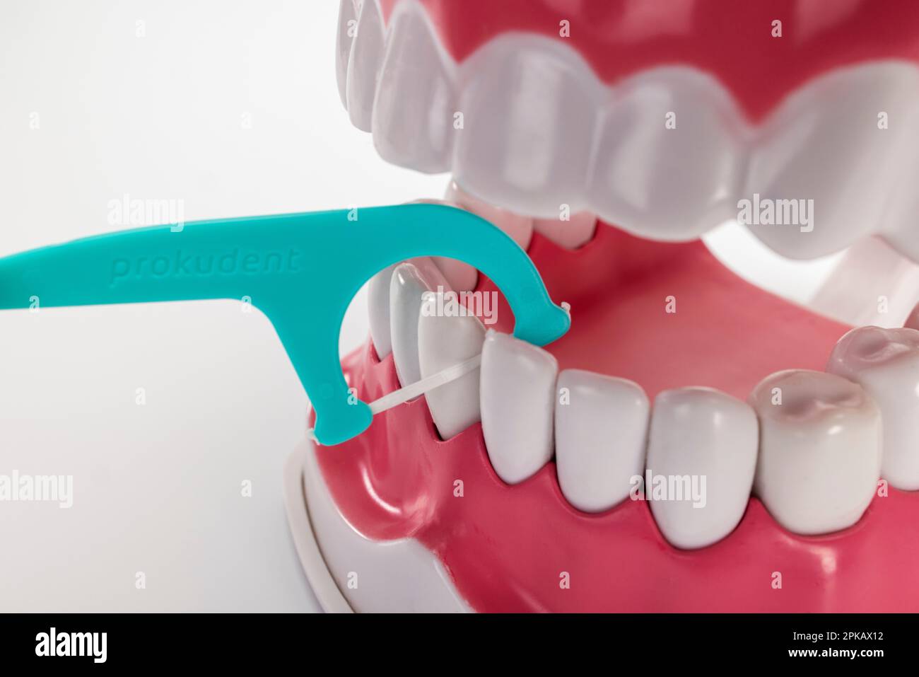 Dental care model opened, floss sticks for cleaning interdental spaces