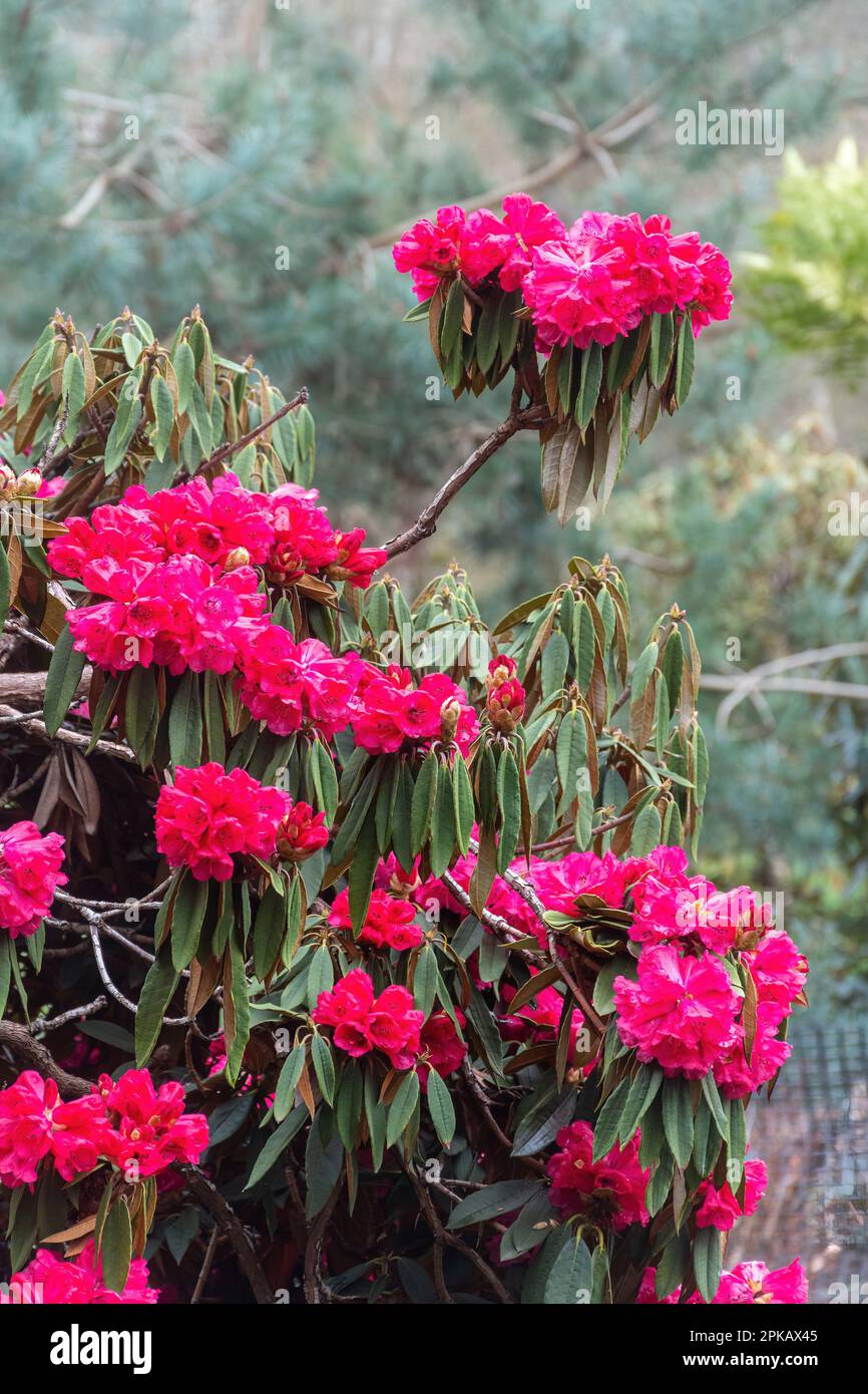 Deep pink red flowers or blooms of Rhododendron arboreum subsp. arboreum, the tree rhododendron Stock Photo
