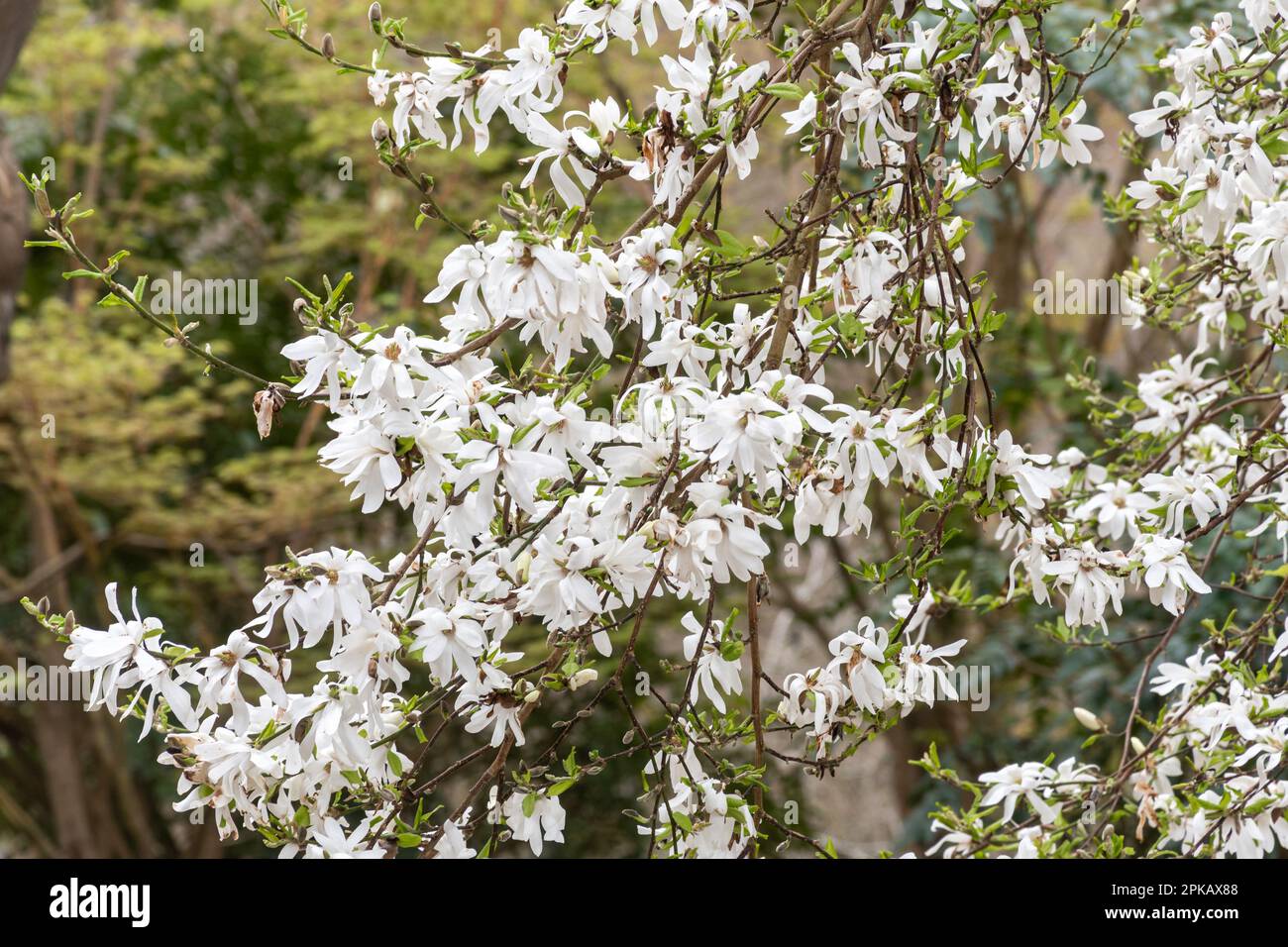 White flowers of Magnolia x Loebneri (kobus x stellata) 'Neil McEacharn' in Valley Gardens, Windsor Great Park, Surrey, England, UK, in spring Stock Photo