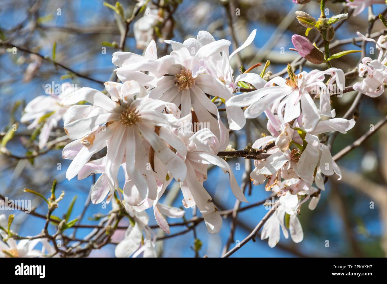 Flowers of Magnolia x Loebneri 'Leonard Messel' tree or shrub during April, UK Stock Photo