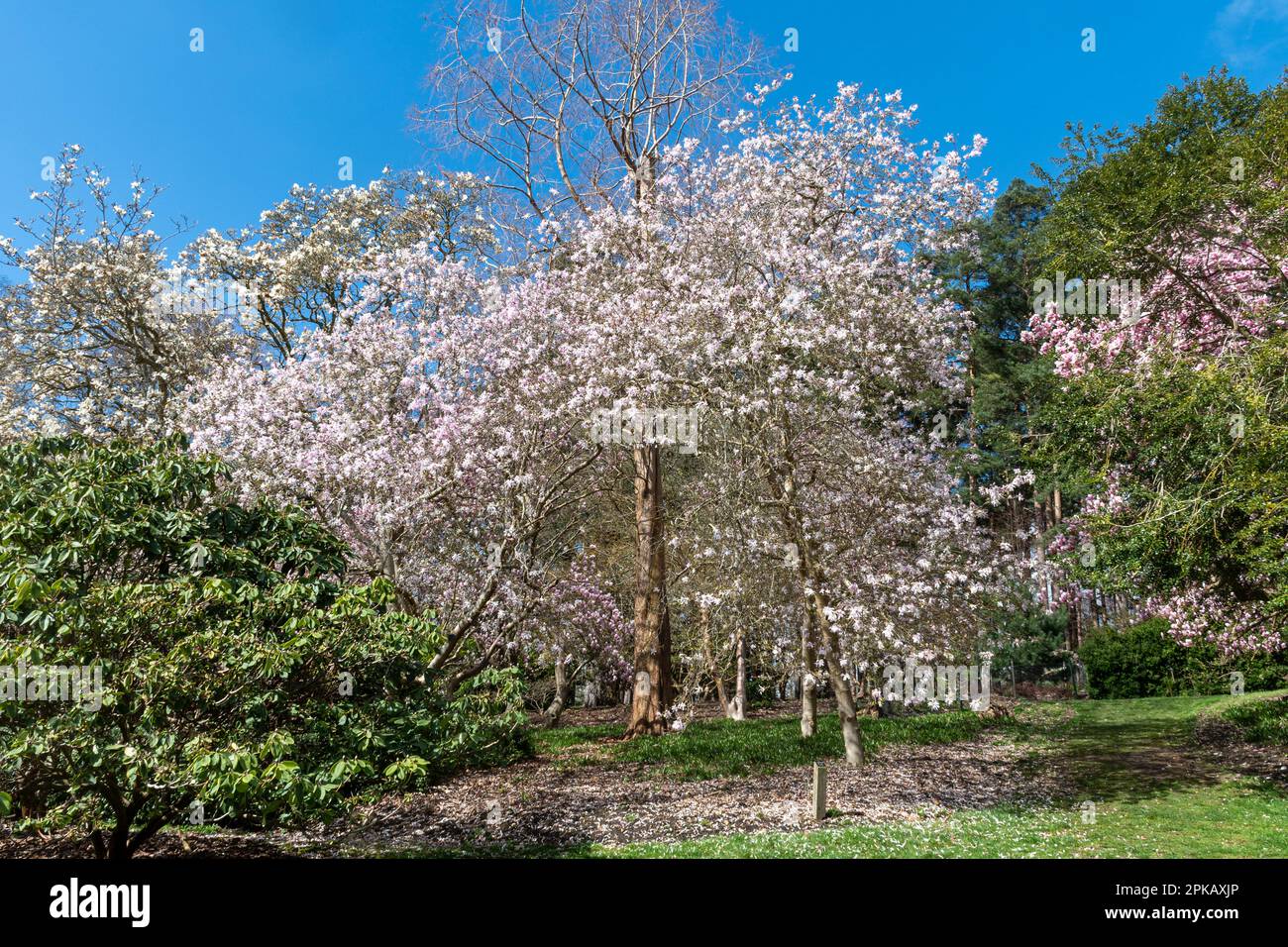 View of Valley Gardens during spring or April with flowering magnolia trees, in Windsor Great Park, Surrey, England, UK Stock Photo