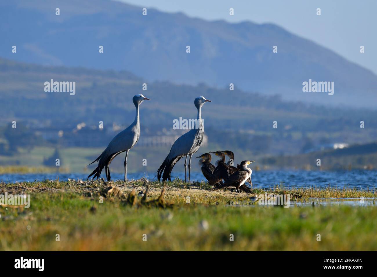 A pair of adult Blue Cranes (Anthropoides paradiseus) with White-breasted Cormorants (Phalacrocorax lucidus), Bot River wetlands, South Africa. Stock Photo