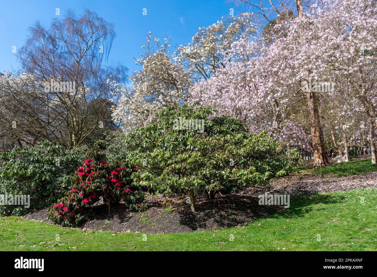 View of Valley Gardens during spring or April with flowering magnolia trees and rhododendrons, in Windsor Great Park, Surrey, England, UK Stock Photo