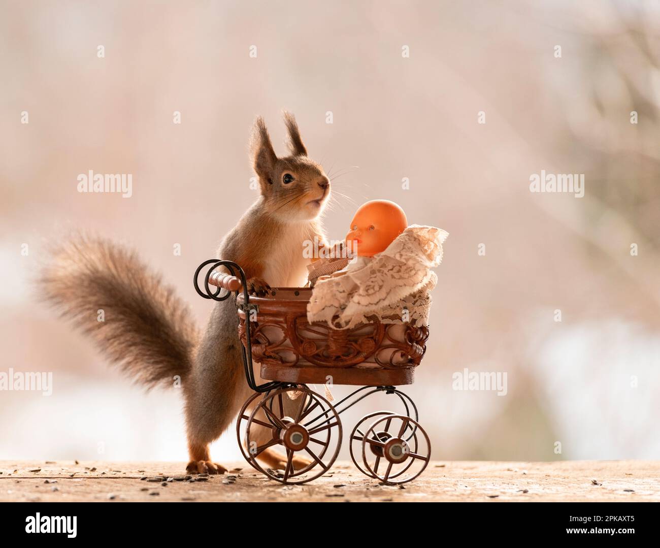 Red Squirrel with an stroller and baby doll Stock Photo