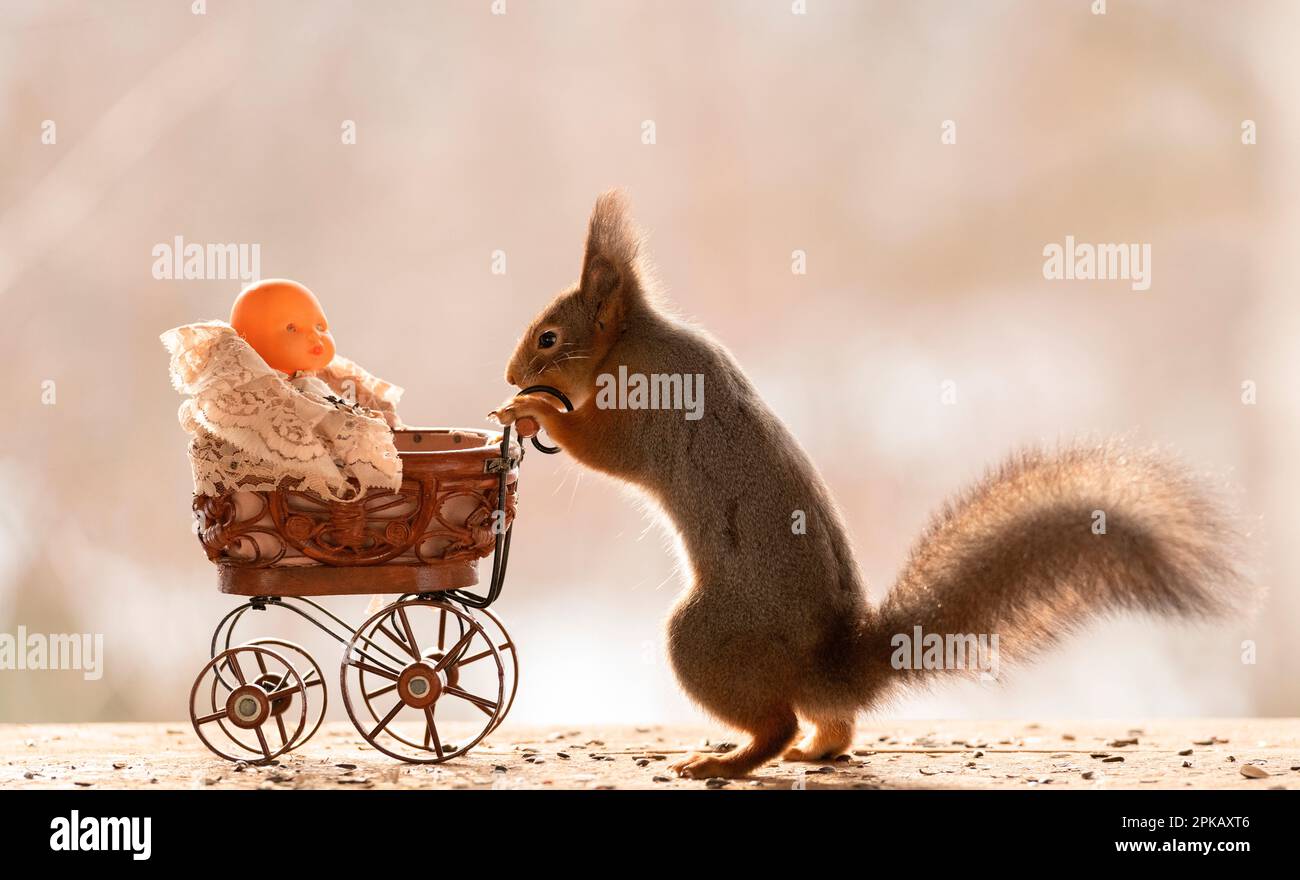 Red Squirrel with an stroller and baby doll Stock Photo