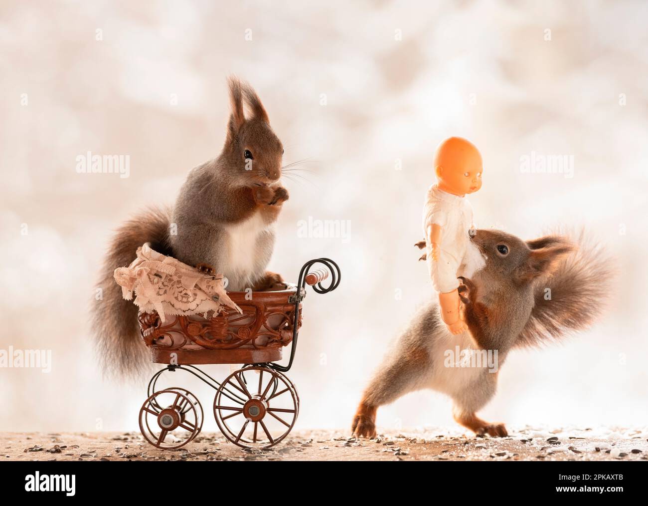 Red Squirrels with an stroller and baby doll Stock Photo