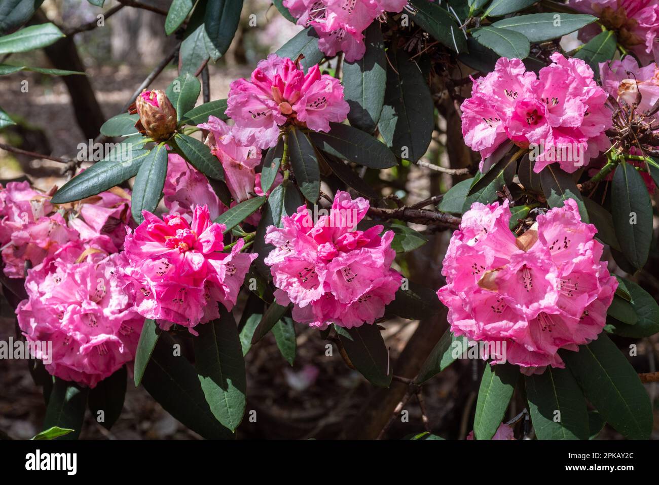 Pink flowers or blooms of Rhododendron tanastylum var. pennivenium in Spring or April, UK Stock Photo
