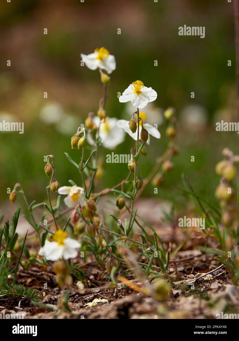 white rock-rose, Helianthemum apenninum Stock Photo