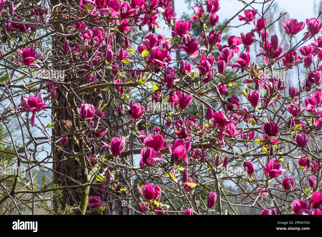 Colourful rose red flowers or blooms of the tree Magnolia 'Margaret Helen' flowering in Spring, UK Stock Photo