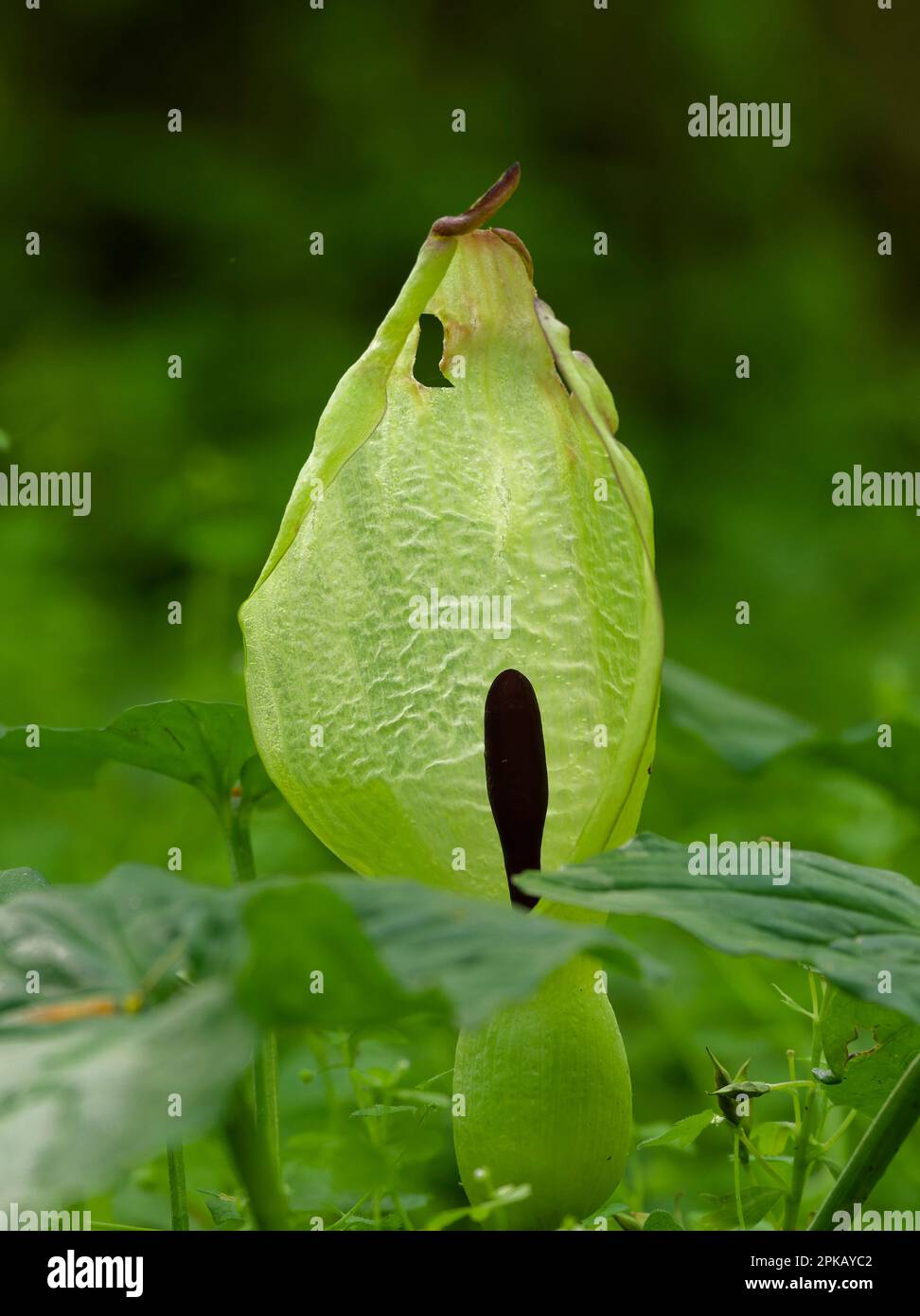 Spotted arum, Arum maculatum Stock Photo