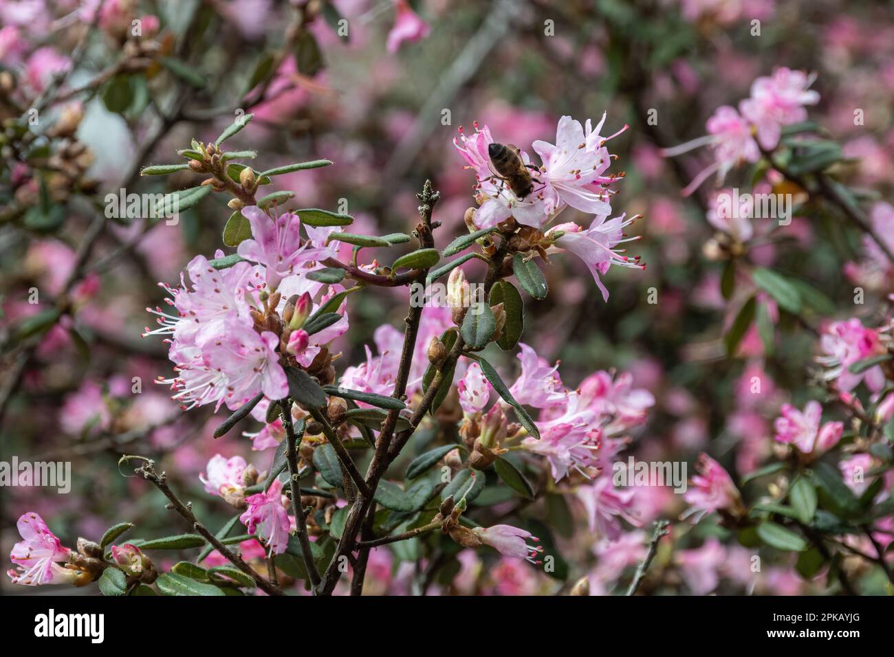 Pink flowers of Rhododendron telmateium shub with a bee, flowering during April or spring, UK Stock Photo