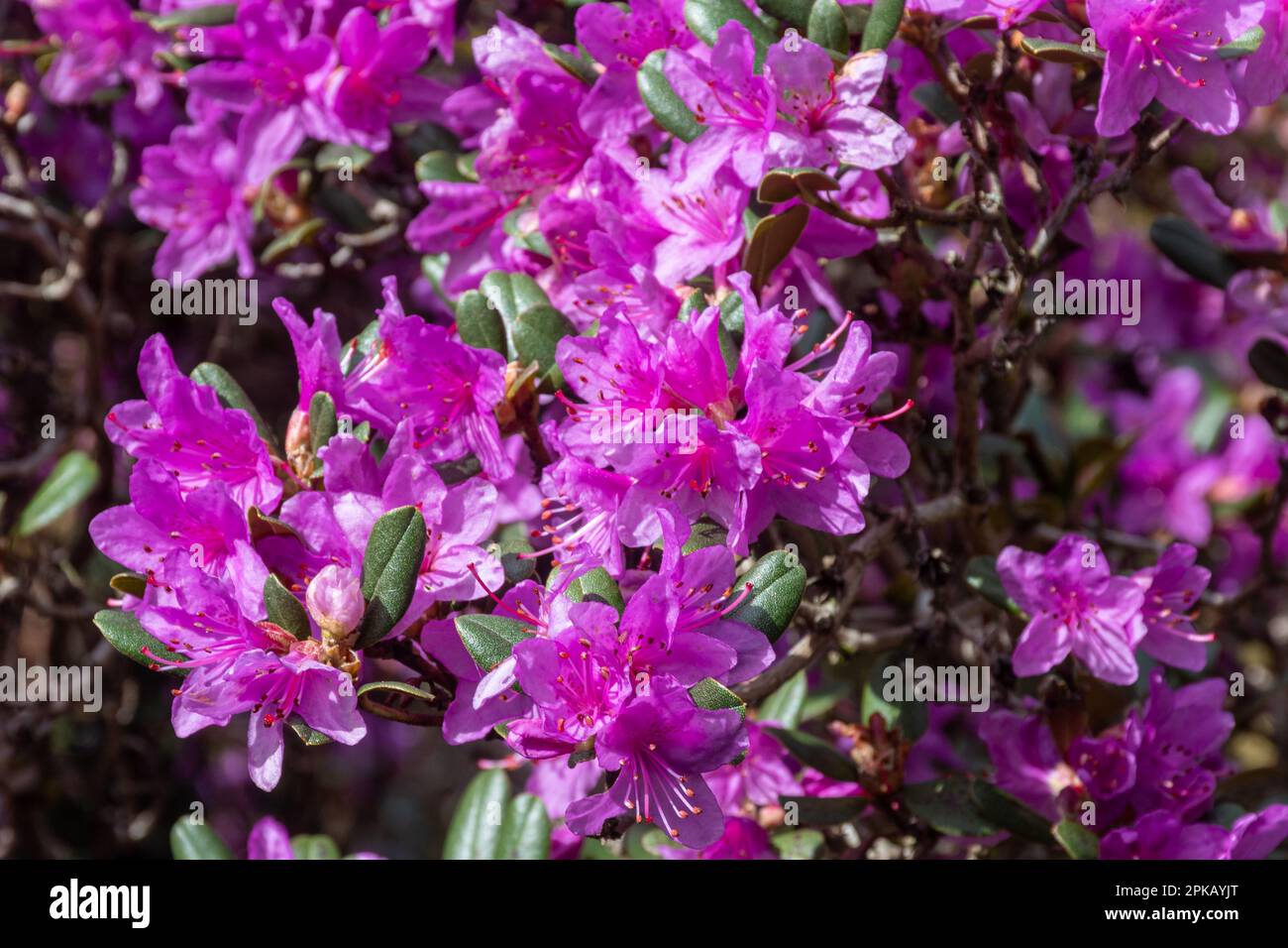 Pink flowers or blooms of the evergreen shrub Rhododendron cuneatum during spring or April, UK Stock Photo