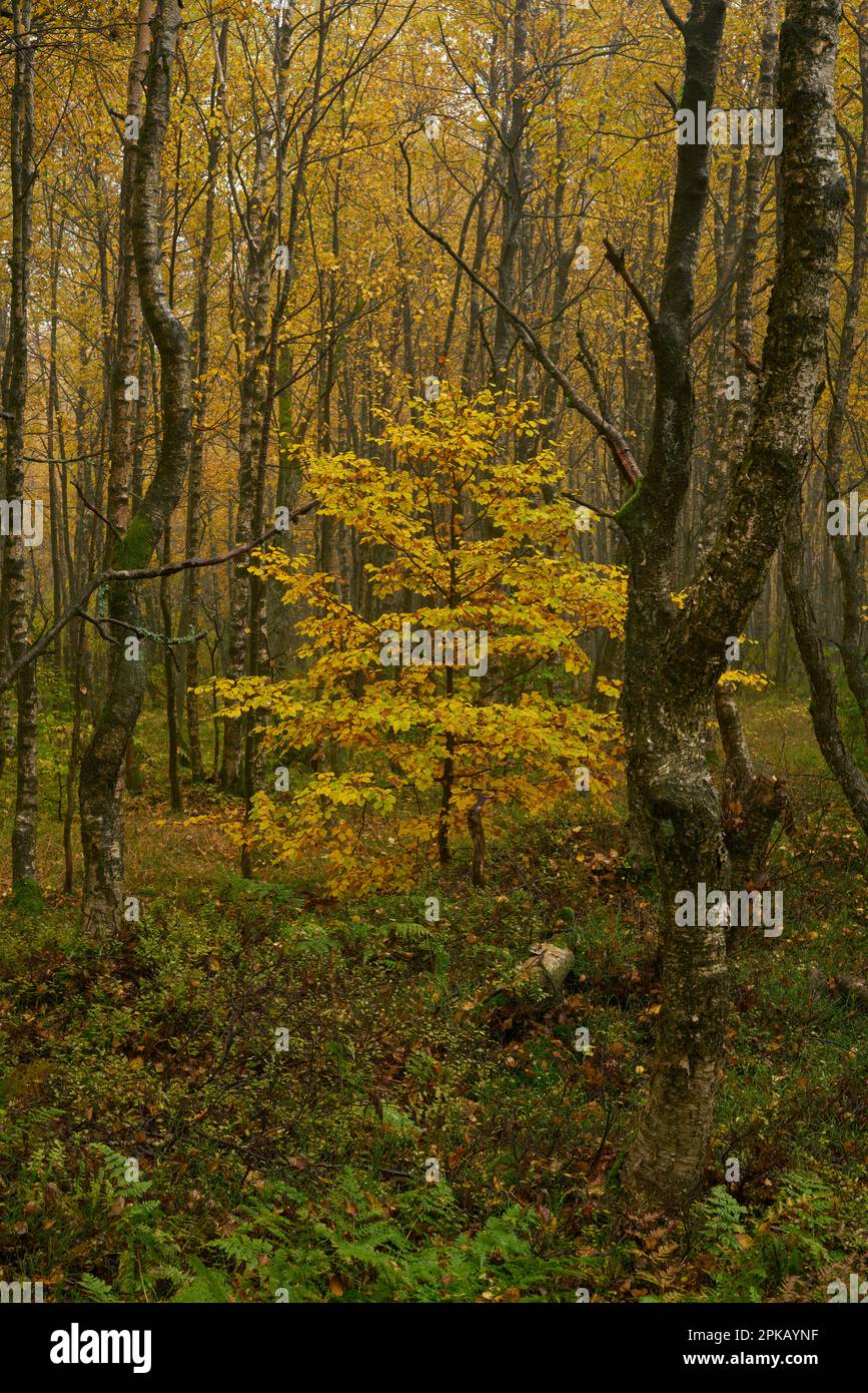 Fog in the Red Moor nature reserve in autumn, Rhön Biosphere Reserve, Fulda County, Hesse, Germany Stock Photo