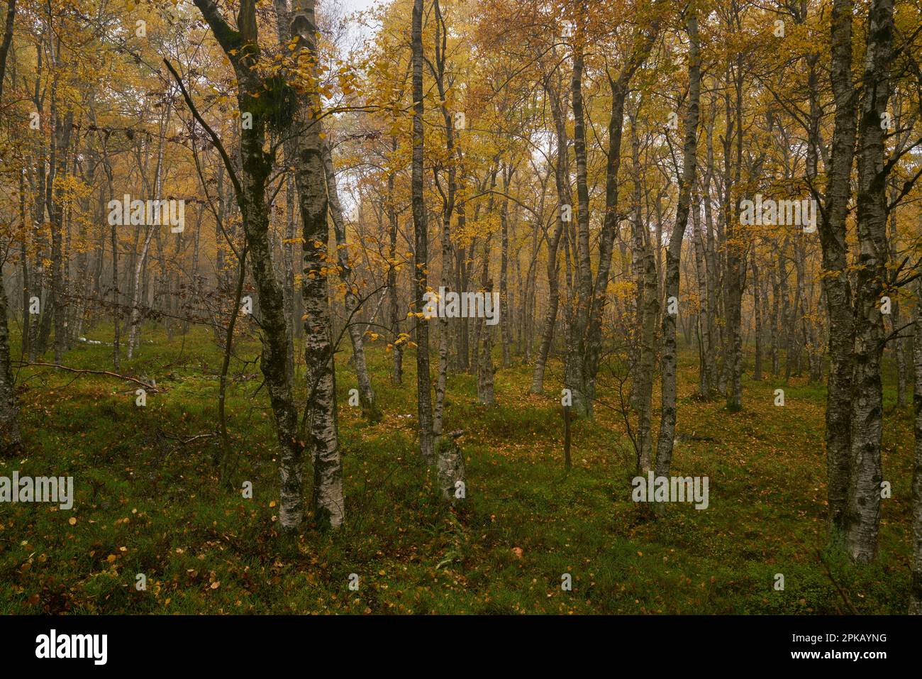 Fog in the Red Moor nature reserve in autumn, Rhön Biosphere Reserve, Fulda County, Hesse, Germany Stock Photo