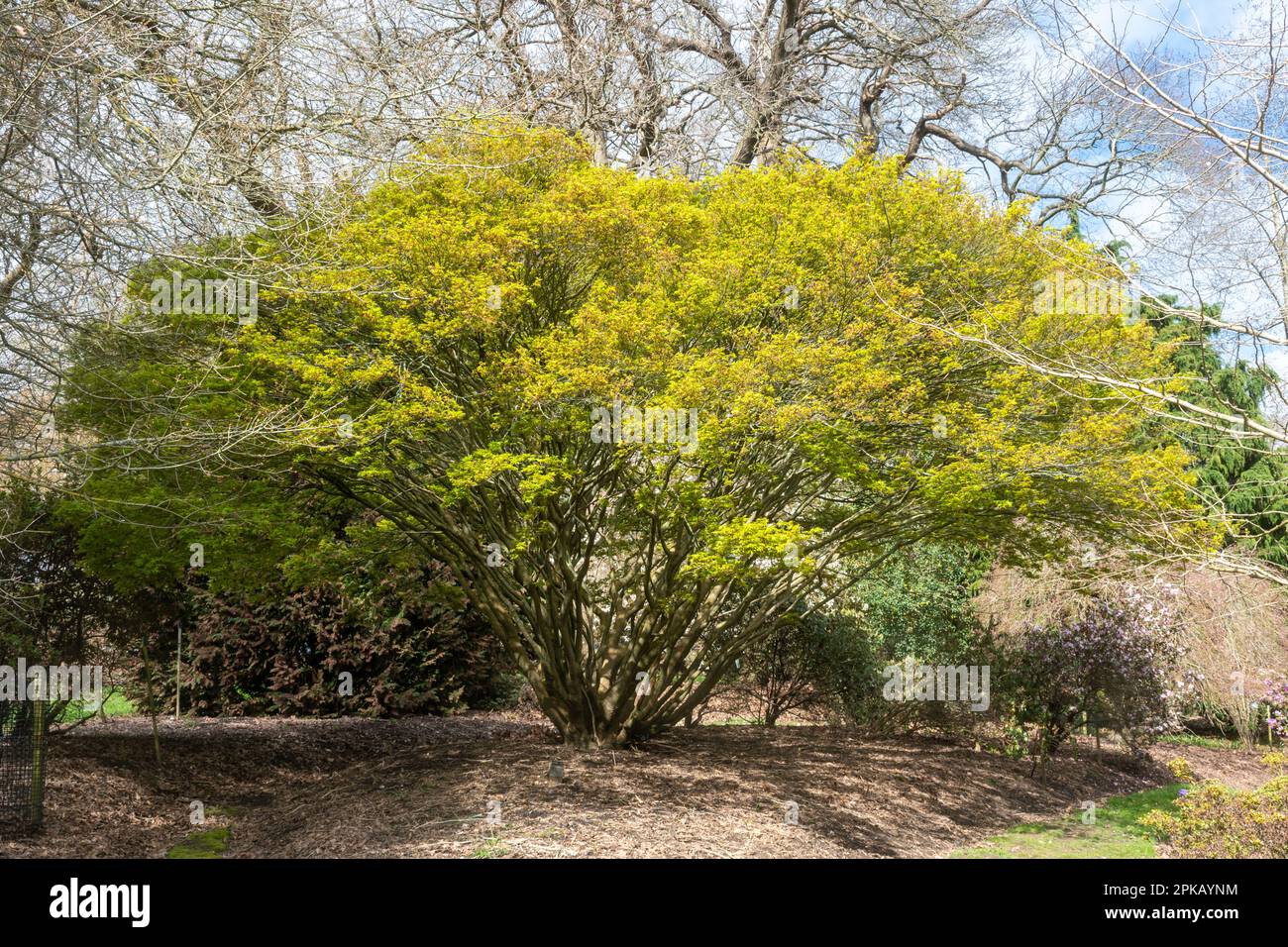 Acer palmatum 'Kashima', a slowgrowing Japanese maple tree, in spring