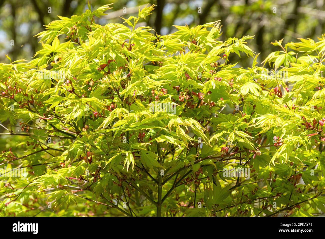 Acer palmatum 'Kashima', a slow-growing Japanese maple tree, in spring or April, with small red flowers Stock Photo