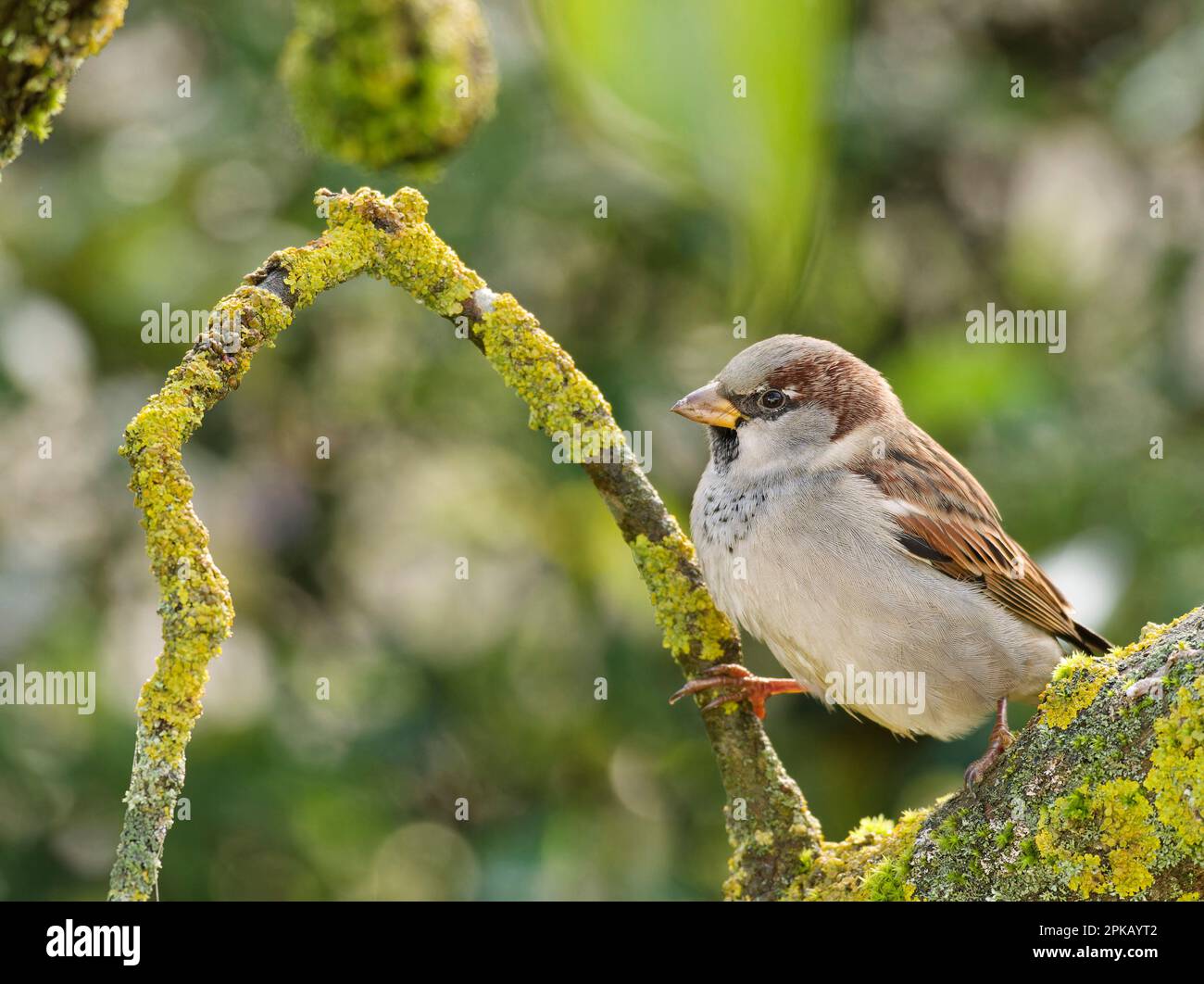 House sparrow, Passer domesticus Stock Photo - Alamy