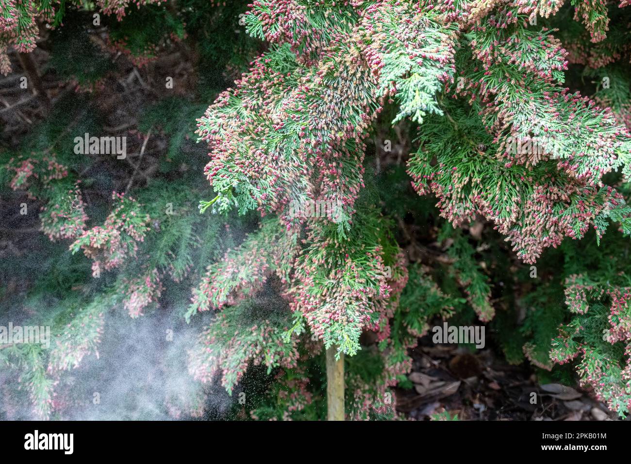 Cloud of pollen from small red male cones on Chamaecyparis lawsoniana 'Little Spire' conifer tree, wind-pollination Stock Photo