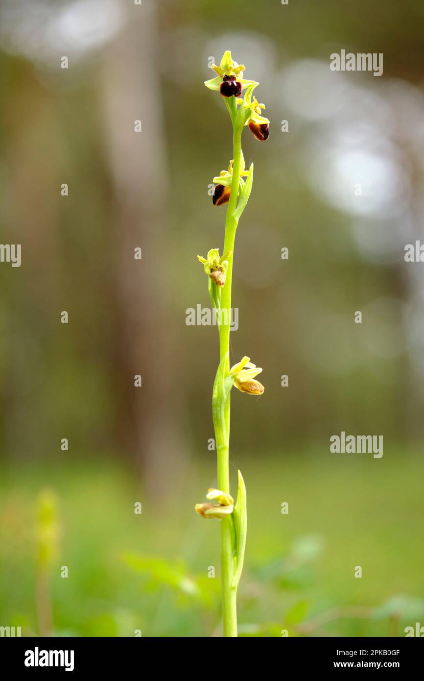 Large spiderwort, Ophrys sphegodes Stock Photo