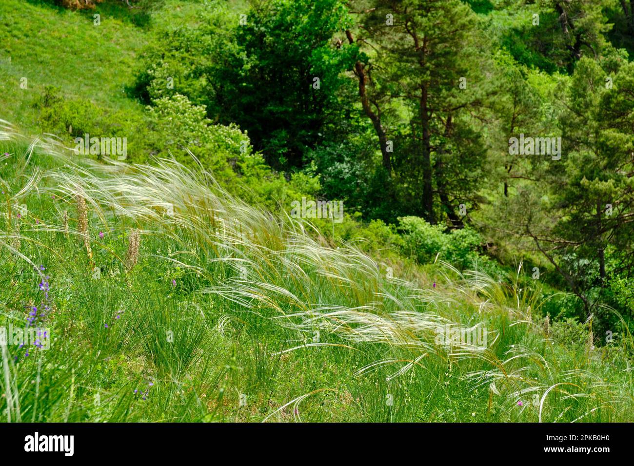 European feather grass, Stipa pennata Stock Photo